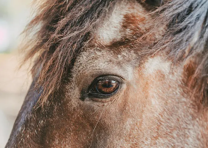 La Vicha, The Originals Relais Aubais