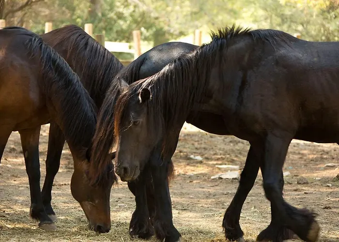 La Vicha, The Originals Relais 4*